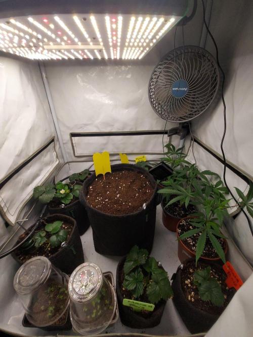 Mendo Guava Auto - Tropf-Blumat. Week 0 - 2026/08/28