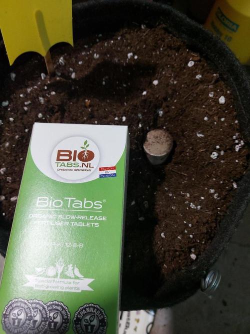 Mendo Guava Auto - Tropf-Blumat. Week 0 - 2026/08/29