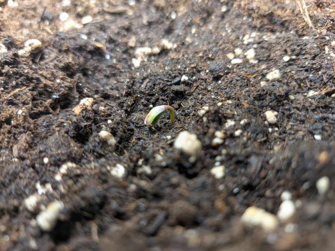Mendo Guava Auto - Tropf-Blumat. Week 0 - 2026/08/31