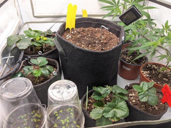 Mendo Guava Auto - Tropf-Blumat. Week 0 - 2026/09/01