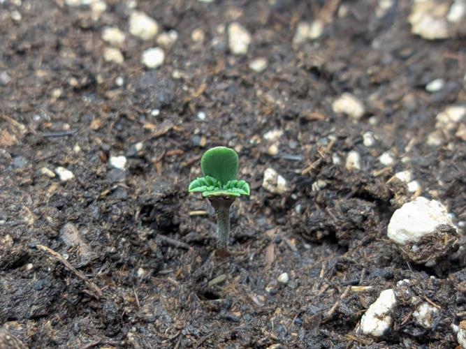 Mendo Guava Auto - Tropf-Blumat. Week 0 - 2026/09/01