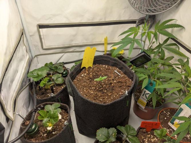 Homebox XS, 60x60x120cm. Week 1
