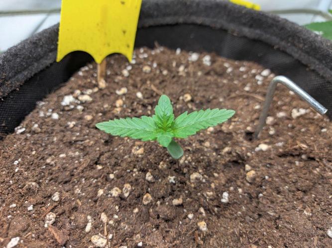 Mendo Guava Auto - Tropf-Blumat. Week 2 - 2026/09/09