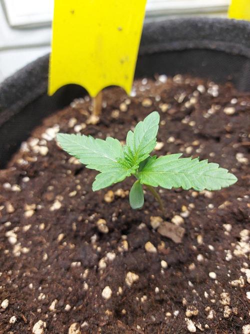 Mendo Guava Auto - Tropf-Blumat. Week 2 - 2026/09/10