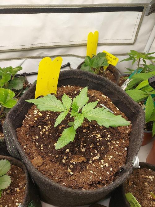 Mendo Guava Auto - Tropf-Blumat. Week 2 - 2026/09/15