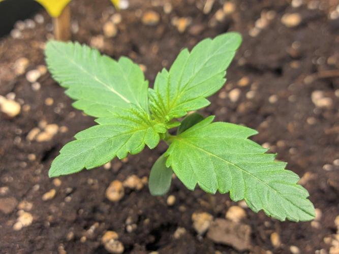 Mendo Guava Auto - Tropf-Blumat. Week 2 - 2026/09/11
