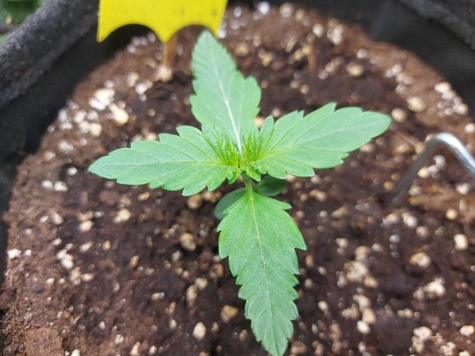 Mendo Guava Auto - Tropf-Blumat. Week 2 - 2026/09/12