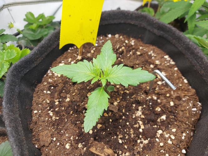 Mendo Guava Auto - Tropf-Blumat. Week 2 - 2026/09/13