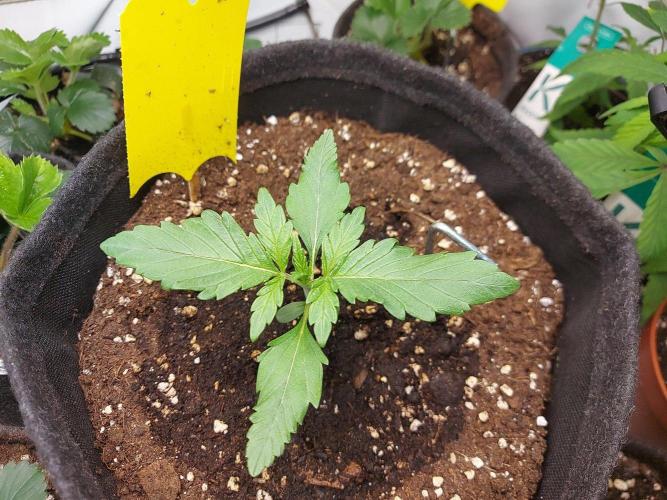 Mendo Guava Auto - Tropf-Blumat. Week 2 - 2026/09/14