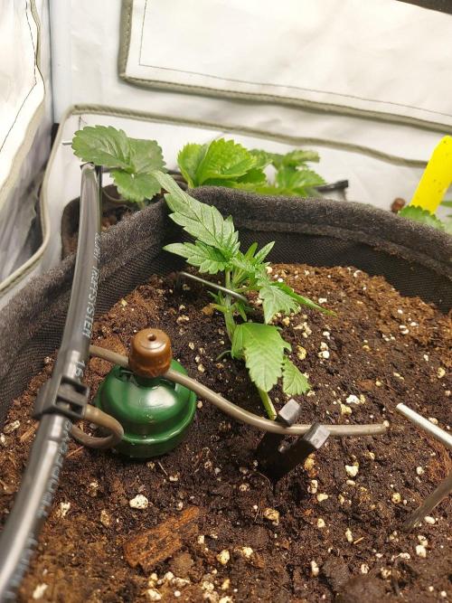 Mendo Guava Auto - Tropf-Blumat. Week 3 - 2026/09/18