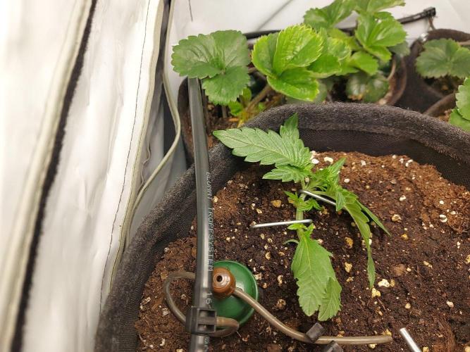 Mendo Guava Auto - Tropf-Blumat. Week 3 - 2026/09/19