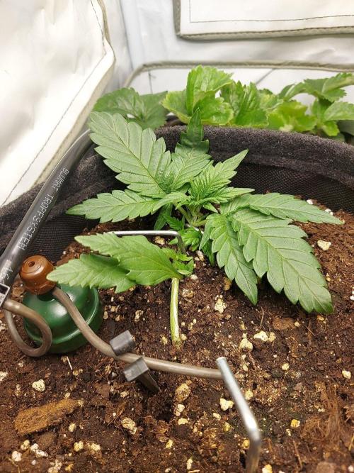 Mendo Guava Auto - Tropf-Blumat. Week 3 - 2026/09/20