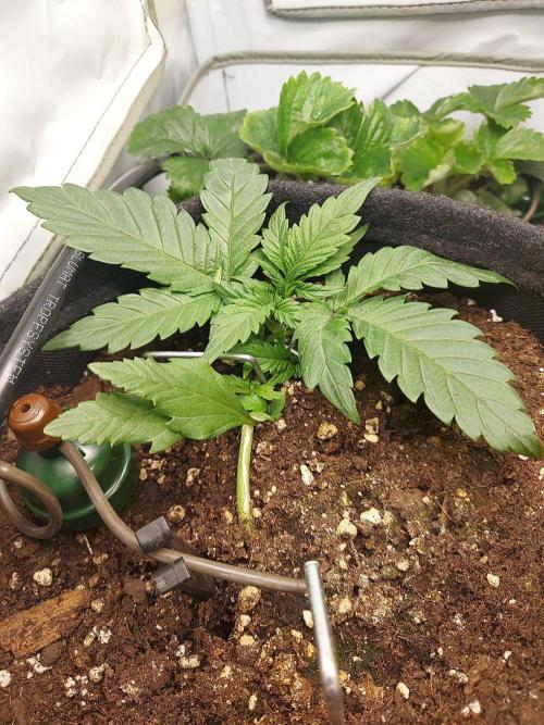 Mendo Guava Auto - Tropf-Blumat. Week 3 - 2026/09/21