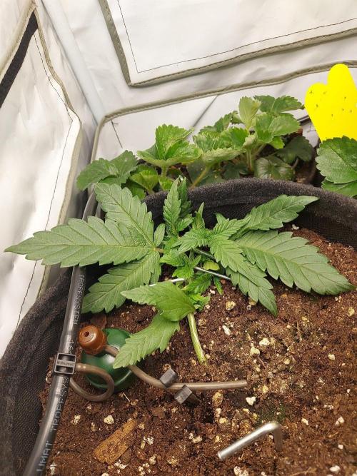 Mendo Guava Auto - Tropf-Blumat. Week 3 - 2026/09/22