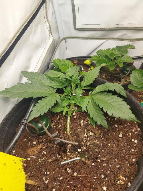 Mendo Guava Auto - Tropf-Blumat. Week 4