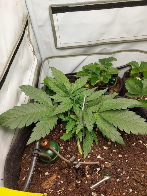 Mendo Guava Auto - Tropf-Blumat. Week 4
