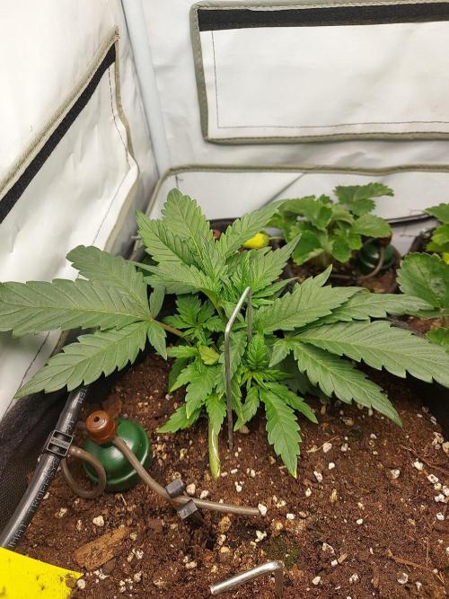 Mendo Guava Auto - Tropf-Blumat. Week 4