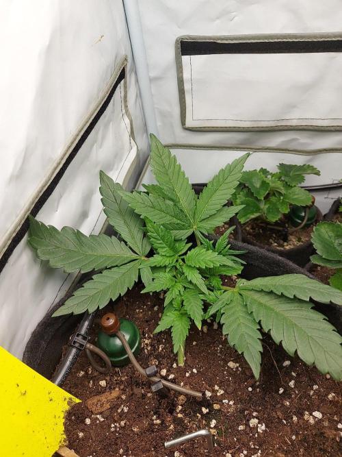 Mendo Guava Auto - Tropf-Blumat. Week 4