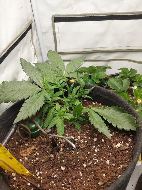Mendo Guava Auto - Tropf-Blumat. Week 4