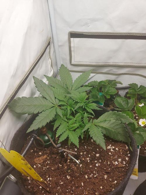 Mendo Guava Auto - Tropf-Blumat. Week 4