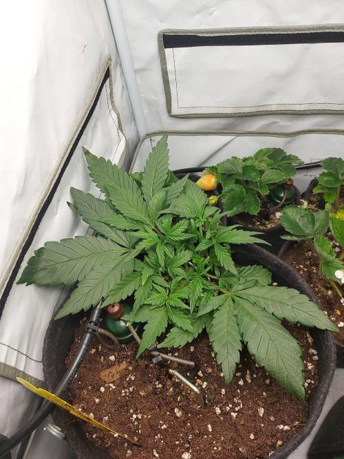Mendo Guava Auto - Tropf-Blumat. Week 5 - 2026/09/30