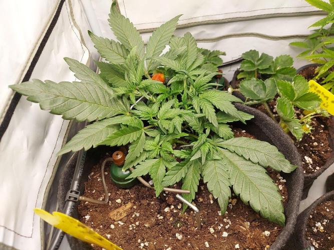 Mendo Guava Auto - Tropf-Blumat. Week 5 - 2026/10/01