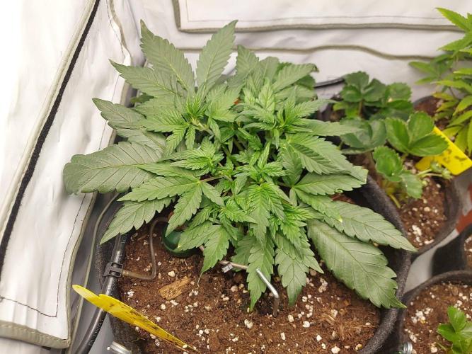 Mendo Guava Auto - Tropf-Blumat. Week 5 - 2026/10/02
