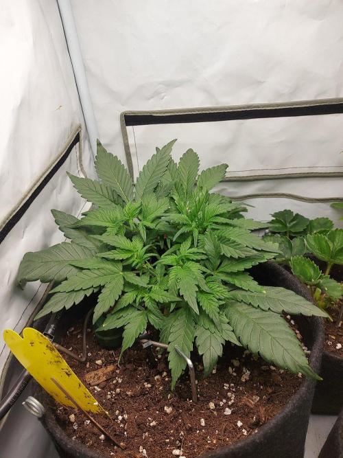 Mendo Guava Auto - Tropf-Blumat. Week 5 - 2026/10/03
