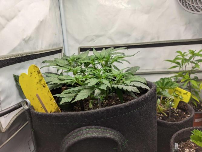Mendo Guava Auto - Tropf-Blumat. Week 5 - 2026/10/04