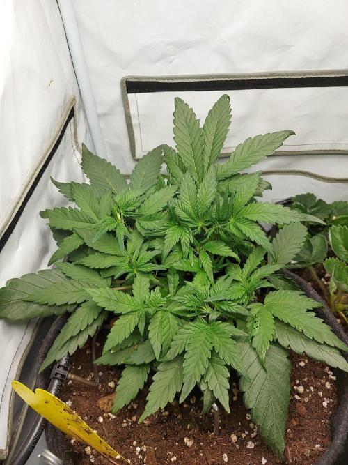 Mendo Guava Auto - Tropf-Blumat. Week 5 - 2026/10/04