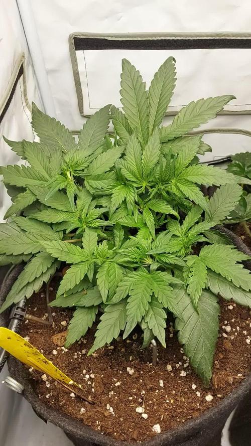 Mendo Guava Auto - Tropf-Blumat