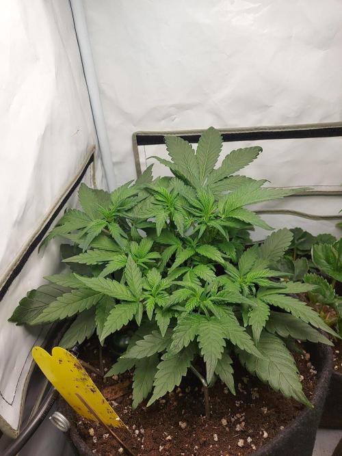 Mendo Guava Auto - Tropf-Blumat. Week 5 - 2026/10/06