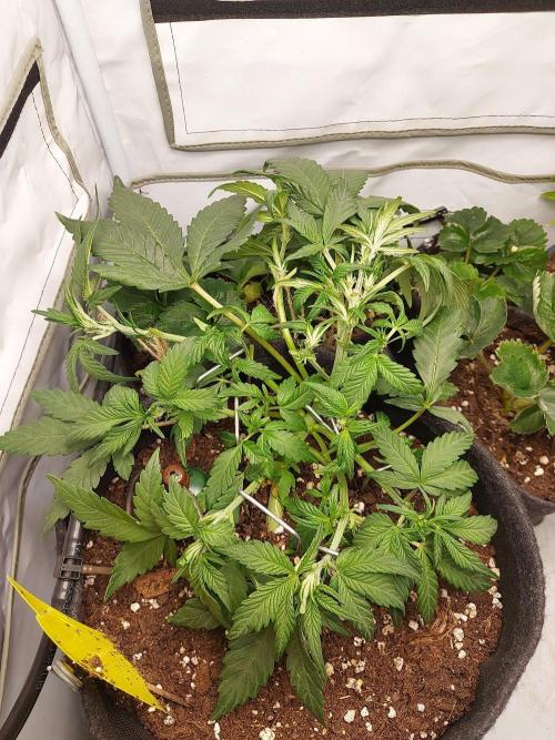 Homebox XS, 60x60x120cm. Week 5