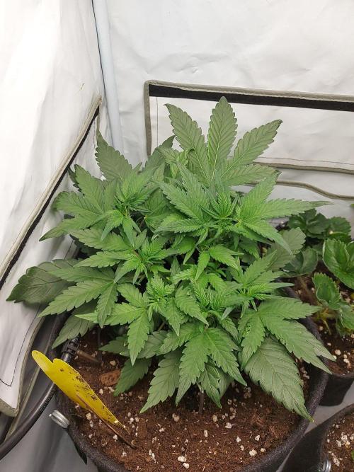 Mendo Guava Auto - Tropf-Blumat. Week 5 - 2026/10/05