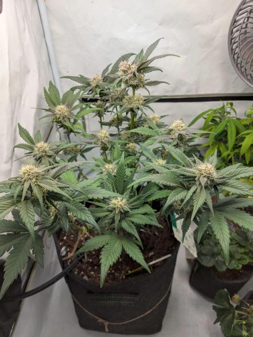 Mendo Guava Auto - Tropf-Blumat. Week 8 - 2026/10/27