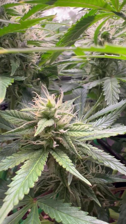 Puff, Puff, Pow! – Divine Seeds 25