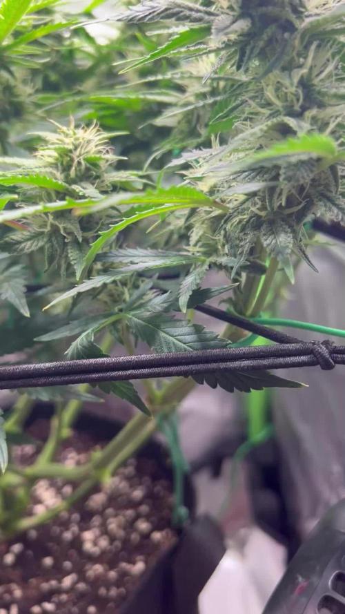 Puff, Puff, Pow! – Divine Seeds 25