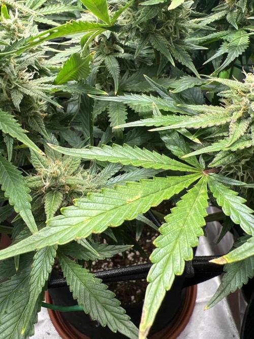 Puff, Puff, Pow! – Divine Seeds 25. Week 10