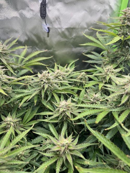 Puff, Puff, Pow! – Divine Seeds 25. Week 10