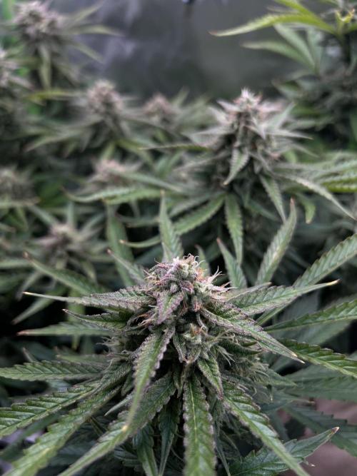 Puff, Puff, Pow! – Divine Seeds 25. Week 10