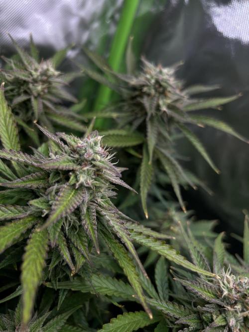 Puff, Puff, Pow! – Divine Seeds 25. Week 10