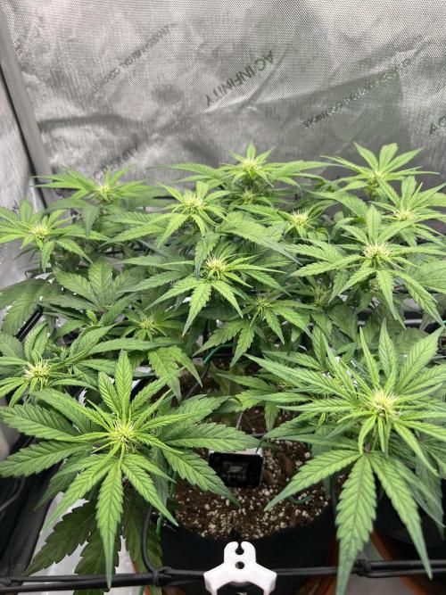 Jack the Tripper – Lady Hazel. Week 6