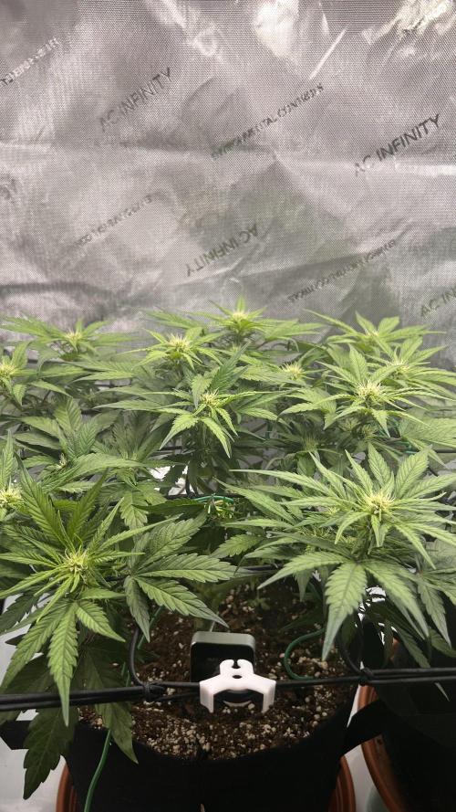 Jack the Tripper – Lady Hazel. Week 6