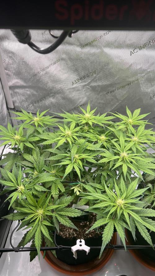 Jack the Tripper – Lady Hazel. Week 6