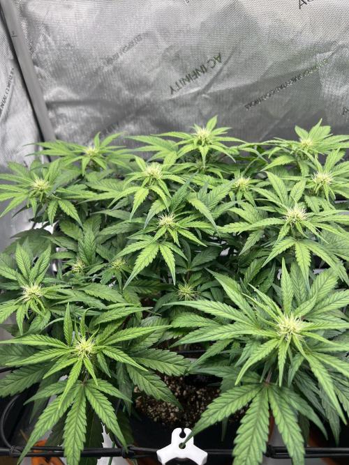 Jack the Tripper – Lady Hazel. Week 6