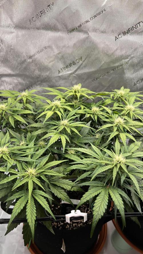 Jack the Tripper – Lady Hazel. Week 6