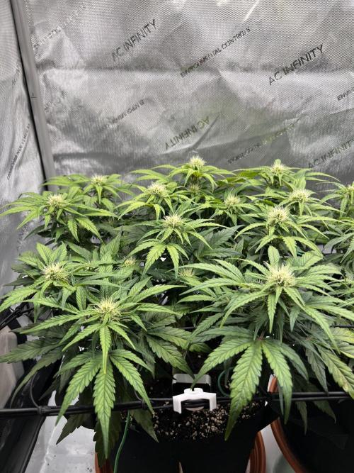 Jack the Tripper – Lady Hazel. Week 6