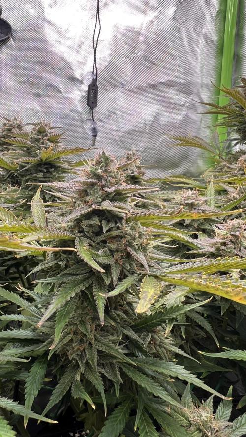 Puff, Puff, Pow! – Divine Seeds 25. Week 11