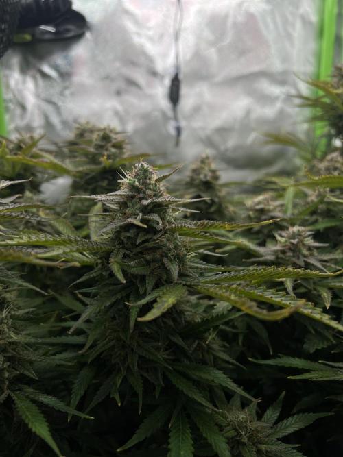 Puff, Puff, Pow! – Divine Seeds 25. Week 11