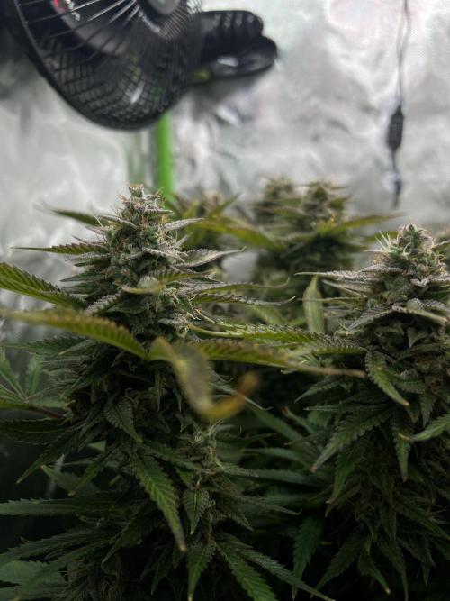 Puff, Puff, Pow! – Divine Seeds 25. Week 11